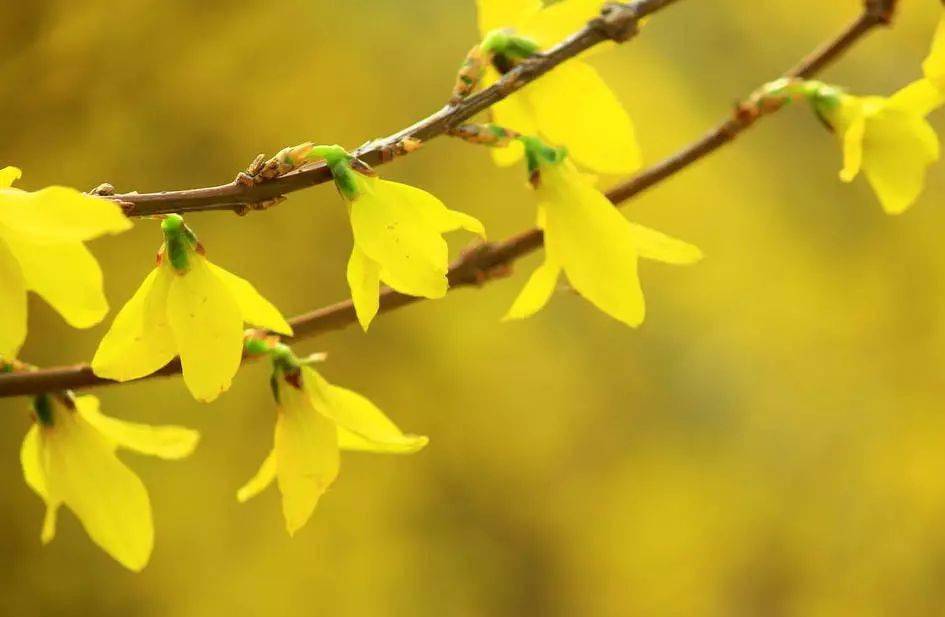 【颜从容现代诗】早春的午后 迎春花 蔷薇 牵牛花 开不完的家庭会返回