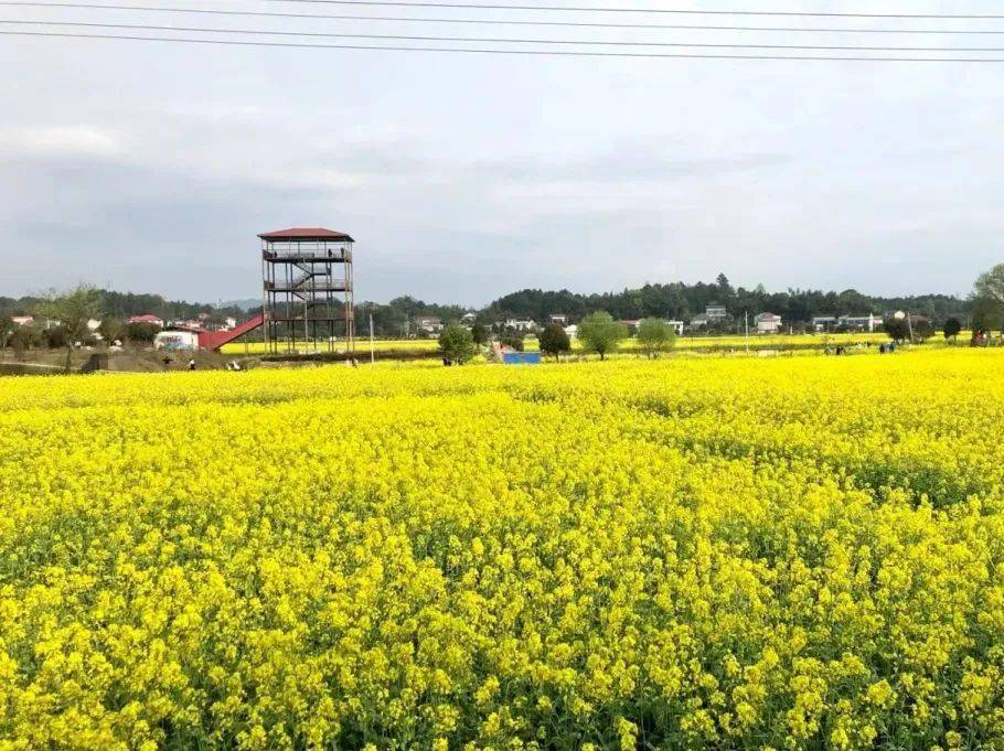 游玩攻略长沙这三片绝美油菜花海已美成仙境