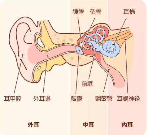 义诊预告3月3爱耳日从了解耳朵开始