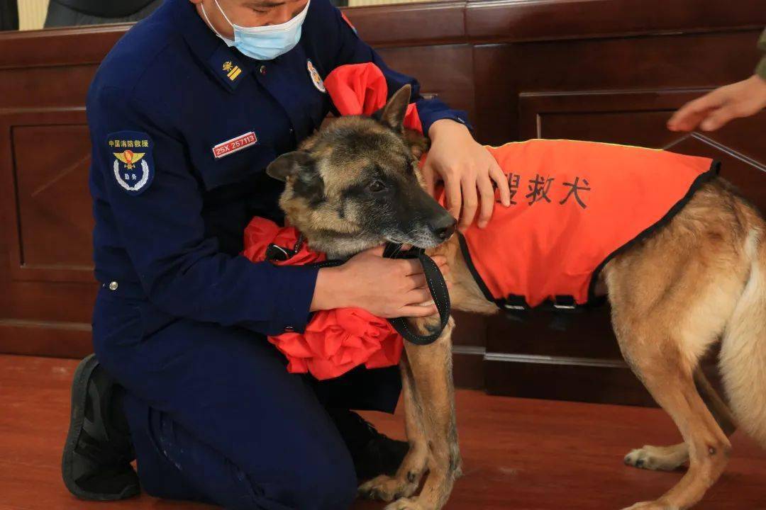 4头消防搜救犬光荣退役结缘新家