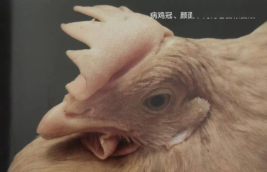 技术鸡传染性贫血病症状及临床图片案例汇总实践帖