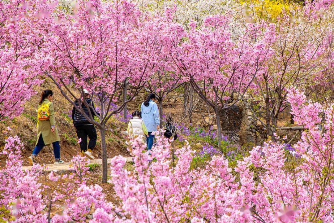 春暖花开樱你而来樱花节女神节门票活动来袭