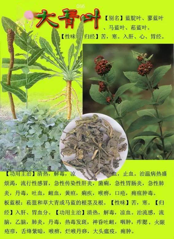 300种常见中草药图谱含功能主治