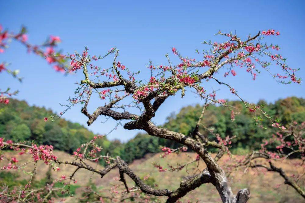 博罗象头山桃花如期开春天按时来