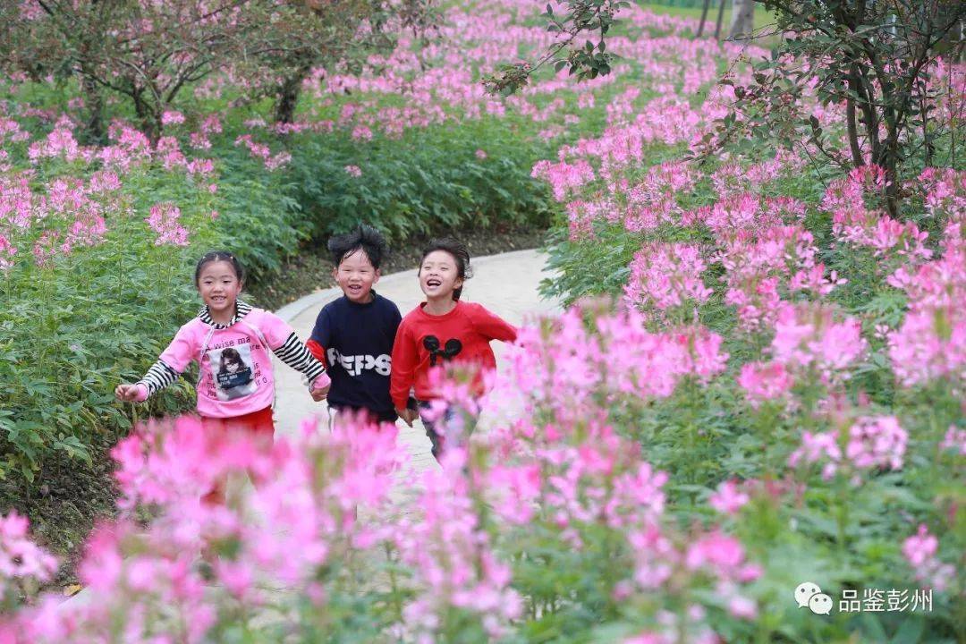 彭州春季限定赏花地图