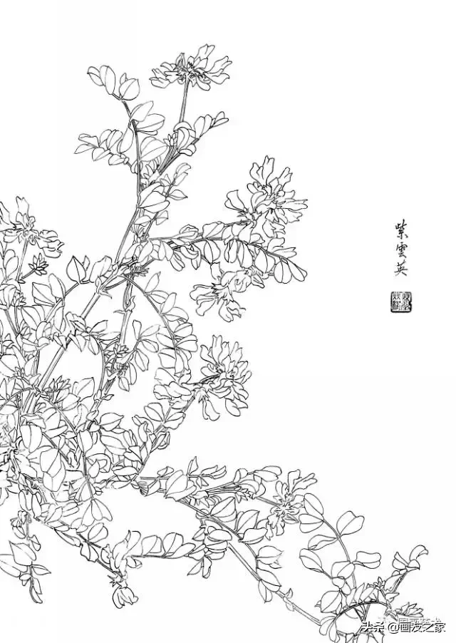 白描花卉写生范本:百花谱_黄槐_叶苏_线条