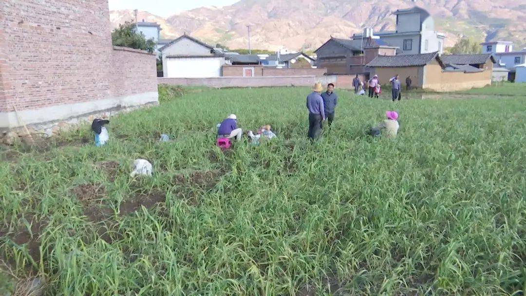 宾川县宾居镇畅通致富路一路蒜风