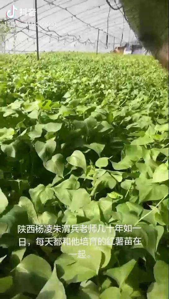 陕西杨凌红薯育苗人朱渭兵战疫情保春耕