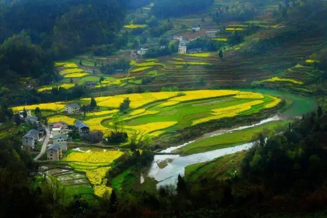 【中国诗乡】看,诗乡一道芬芳百里的风景线_绥阳_油菜花_摄影