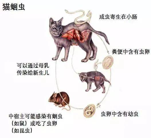 猫狗体内寄生虫都有什么?宠物有寄生虫会影响人吗?_传播_毛孩子_虫卵