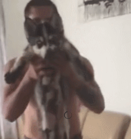 眼睛二哈把家弄满泥脚印，眼睛还藐视主人，表情很犀利欠揍！