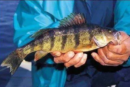 美国金虎斑鱼号称"鱼中金娃娃",该鱼通体金黄,鱼体沿侧分布有墨绿色