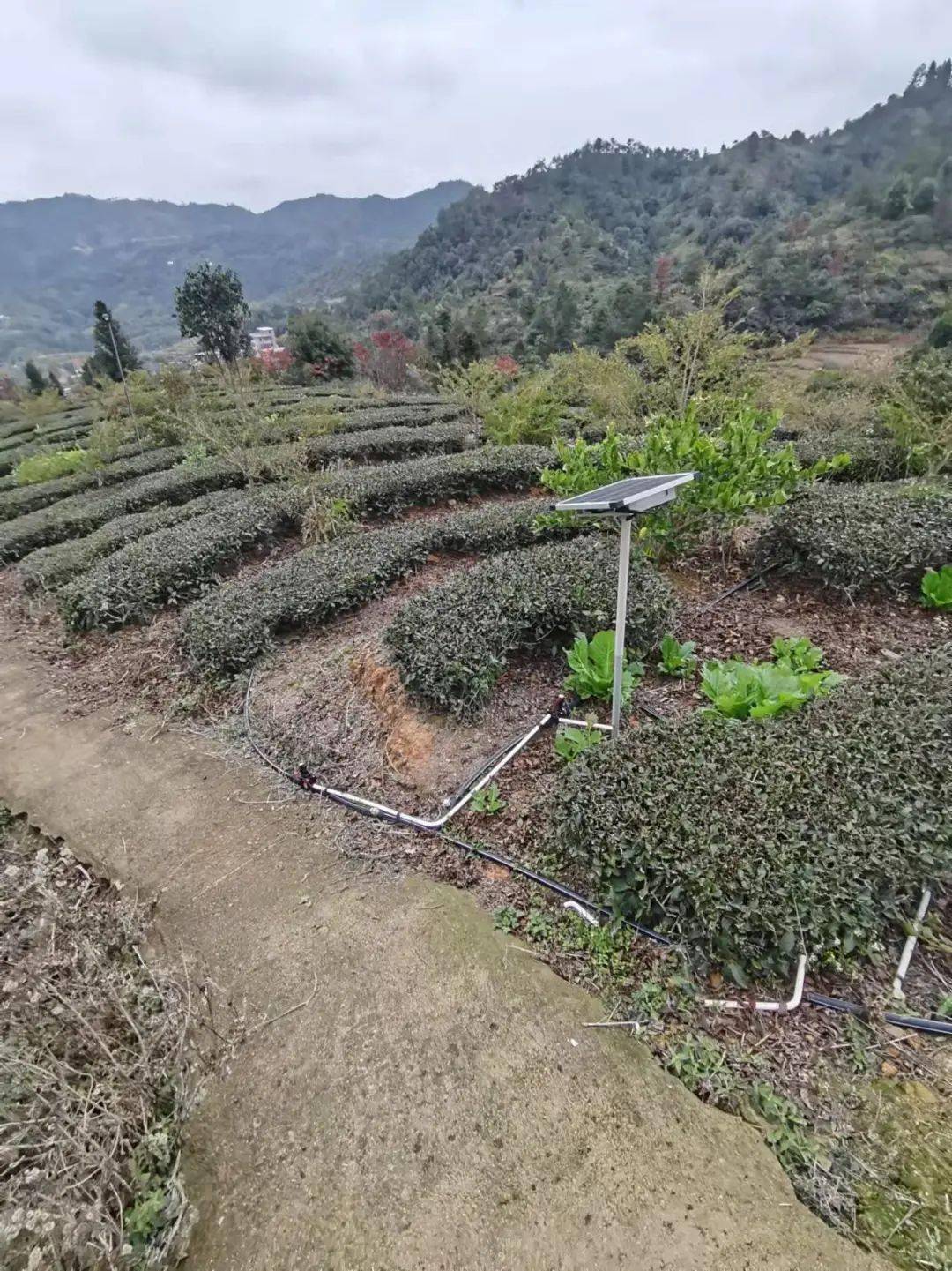 7676南安市雨丰家庭农场蔡福东表示,农场大田种植的越冬马铃薯极