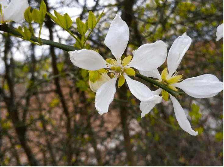 养生代代花槲叶落山路枳花明驿墙