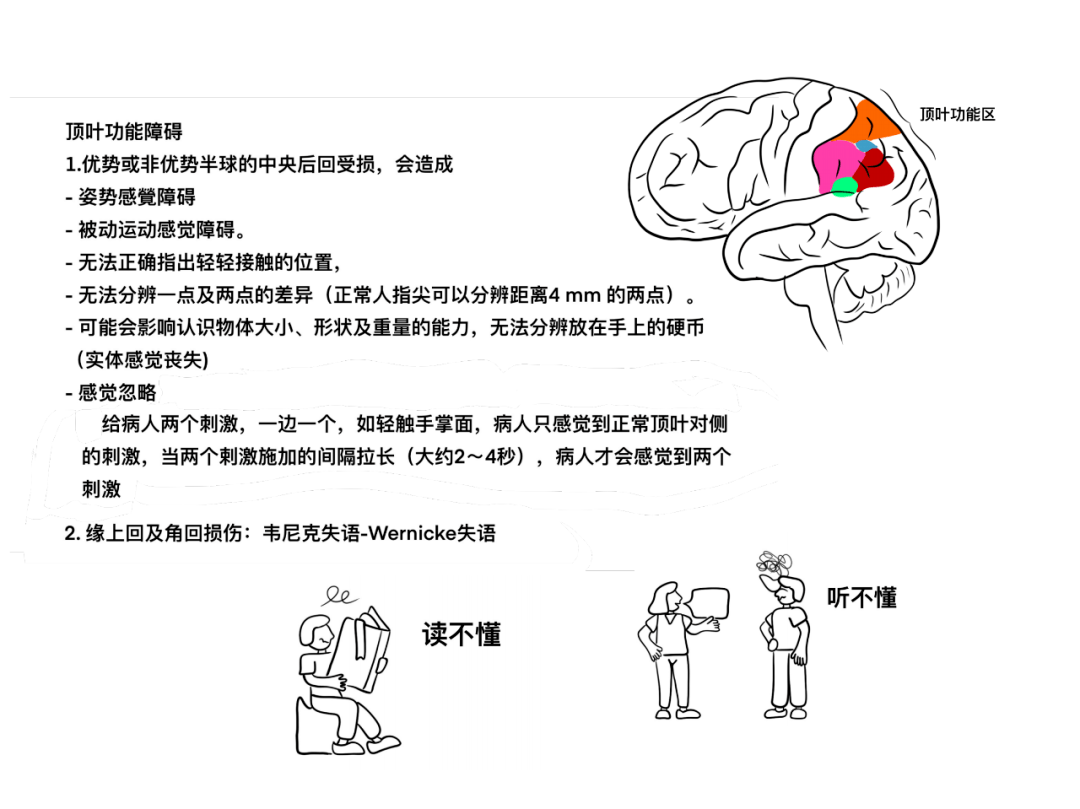 顶叶功能受损顶叶正常压力性脑积水额叶功能受损额叶功能额叶大脑外侧