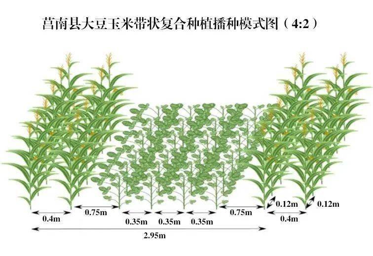 莒南县大豆玉米带状复合种植技术