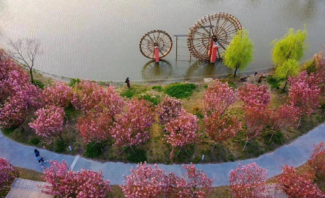 春日赏花正当时,姜堰三水街道小杨社区十里花堤美景如画,跟随这组照片
