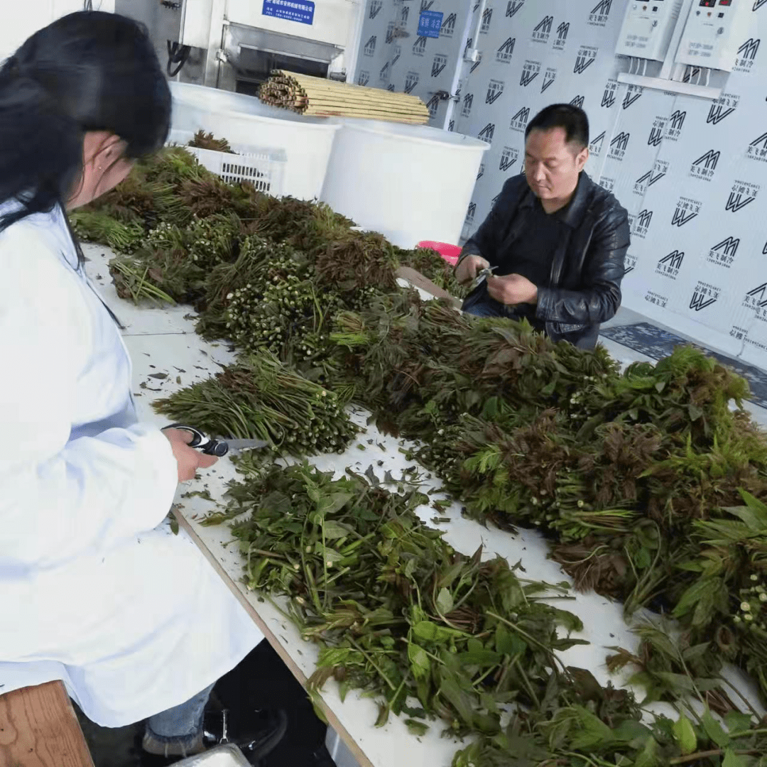 小香椿大产业