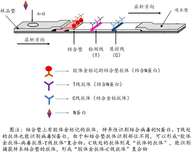 瑞金专家说橙子汁滴到抗原检测条上出现两条杠怎么回事