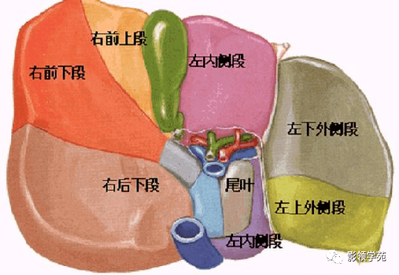 最后的层面一般是s6,下腔静脉和门静脉夹着的是尾状叶,即s1