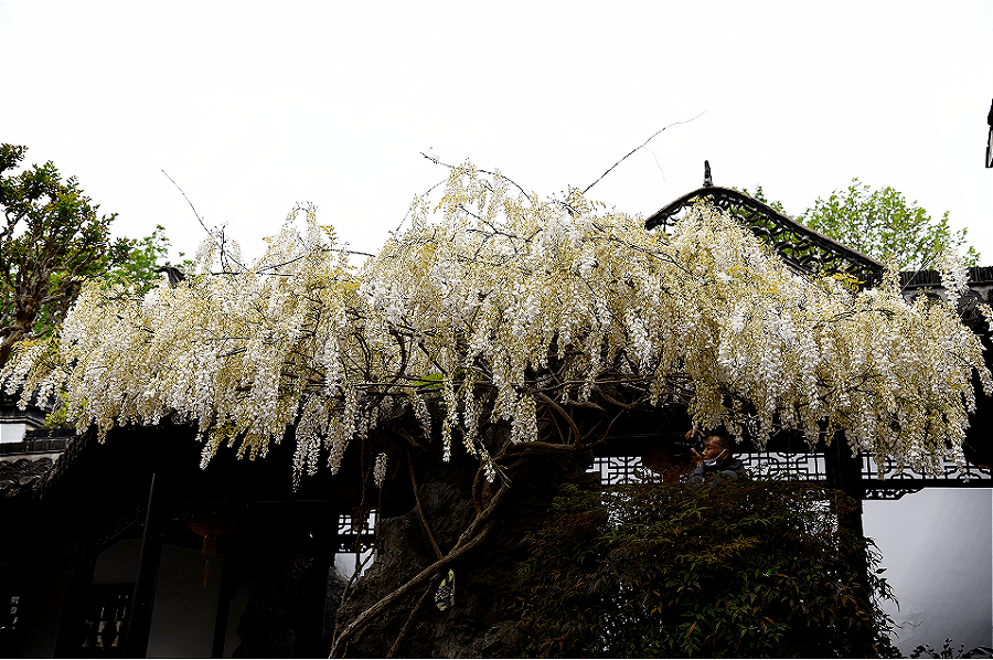 银藤,又名白花紫藤银藤花是紫藤变异的一个品种它的花朵颜色是纯白色