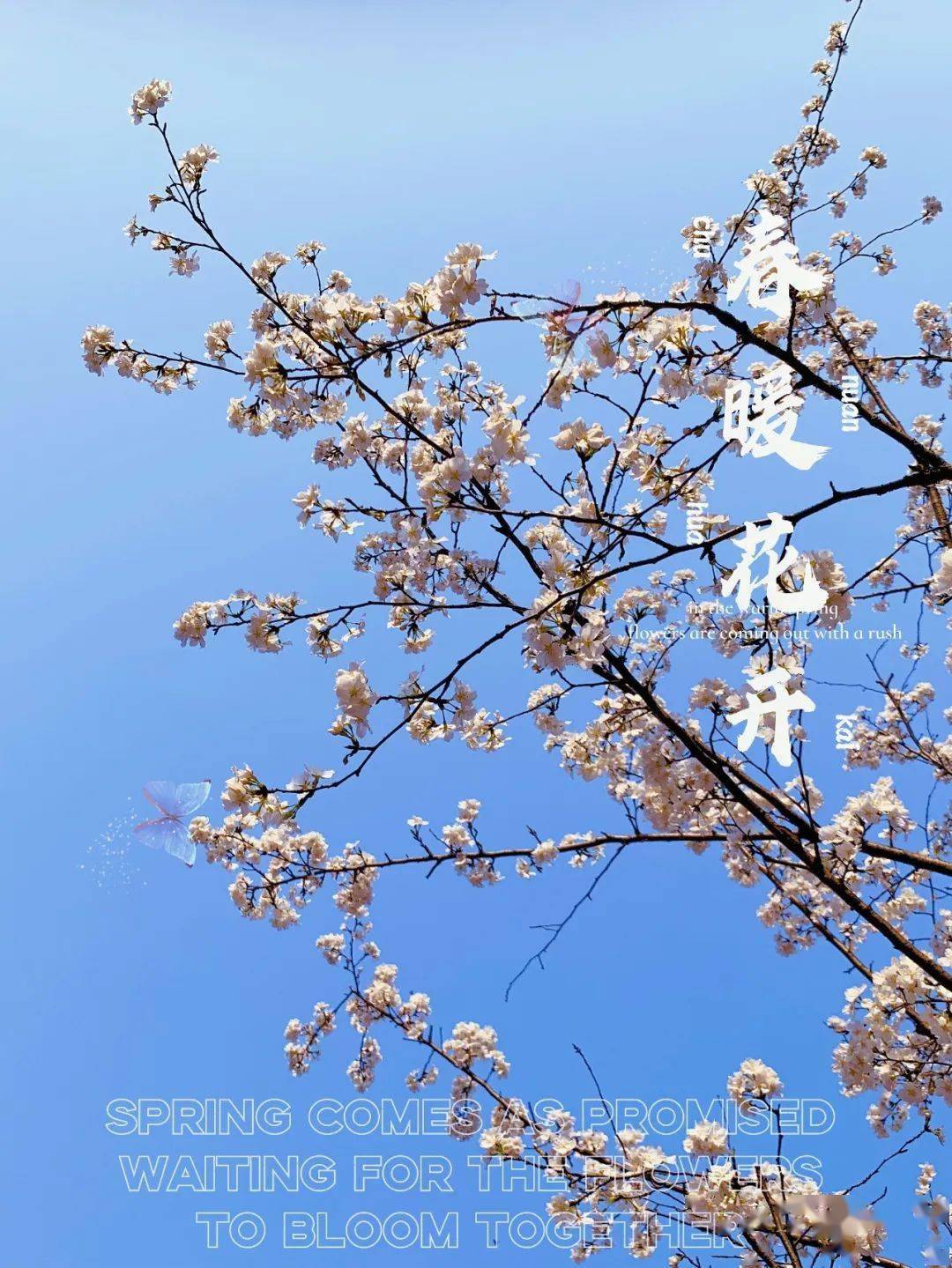 最是文昌四月天,璀璨如歌_青春_盛春草_曾祯