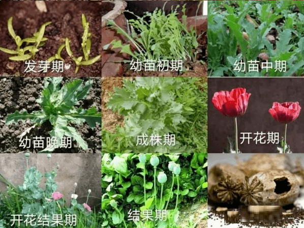 俗称大烟苗,罂粟种子含少量罂粟碱,吗啡,发芽种子含相当多