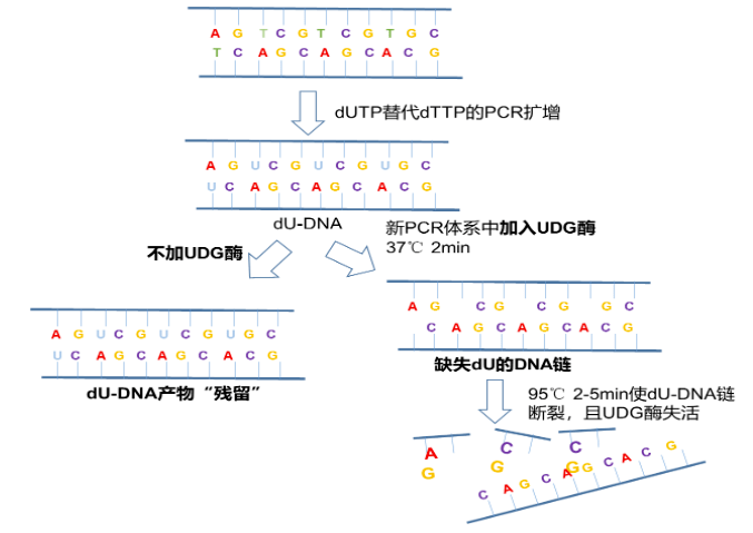 图1:udg酶防污染原理07 反应模板模板的质量会影响pcr扩增效率.