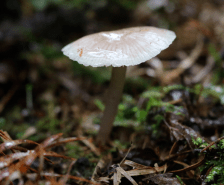 姜黄红菇978点柄臭黄菇1078格纹鹅膏1178栗色圆孔牛肝菌1278