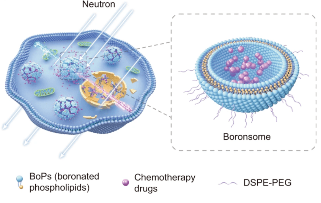 学术刘志博教授团队新型含硼脂质体辅助bnct