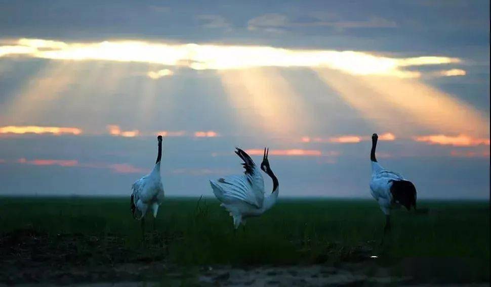 中国首个国家级自然保护区---齐齐哈尔扎龙国家级自然保护区(又称"
