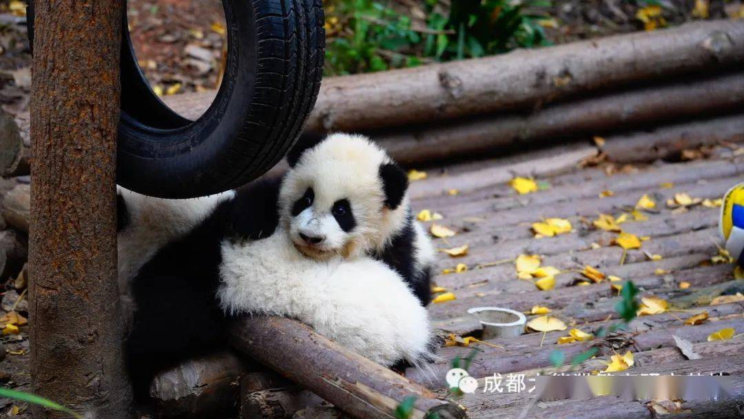 熊猫大百科_化石_中国_生活