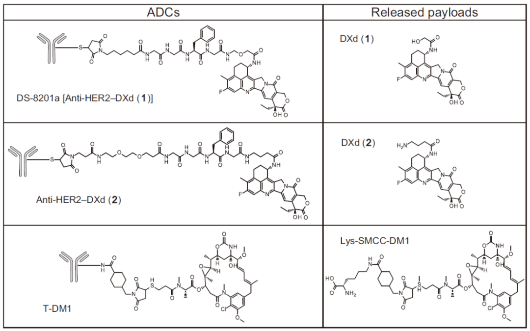 图4 t-dxd和t-dm1及其裂解后的毒素结构(anti-her2-dxd(2)与t-dxd的