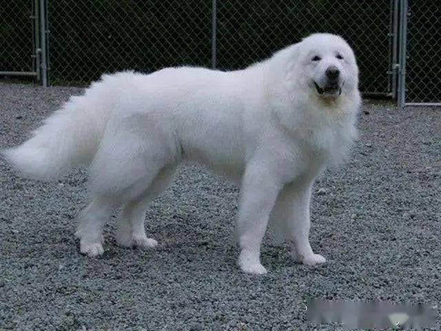 26,罗威纳犬.别名:诺威拿,罗威.27,杜宾犬.别名:笃宾犬.