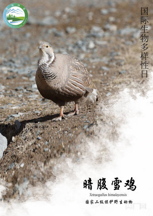 国际生物多样性日雉在高原