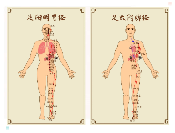 思则伤脾,影响脾对水湿的运化,使水湿停滞在脾胃经而引起肥胖.