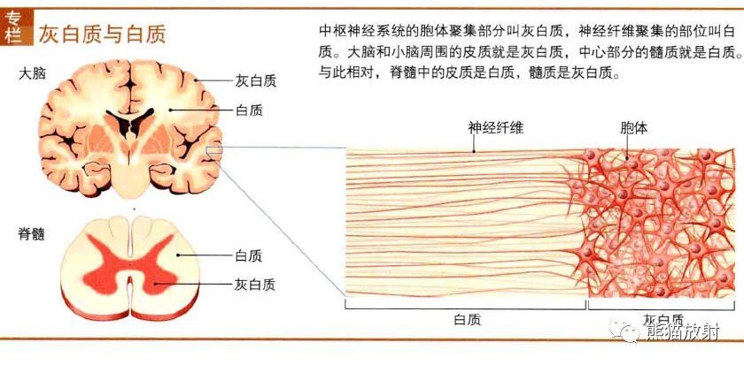 灰质与白质脑干与脑神经的位置关系脑神经的种类,走向及功能(下图位于