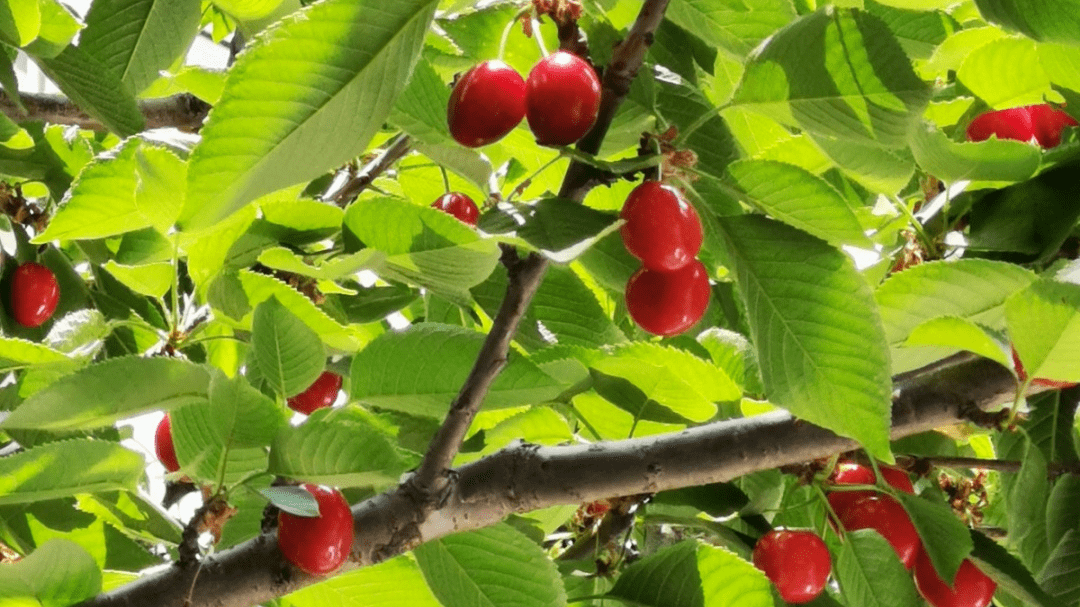 亮相—我家小区的花花世界_植物_挂果_画报