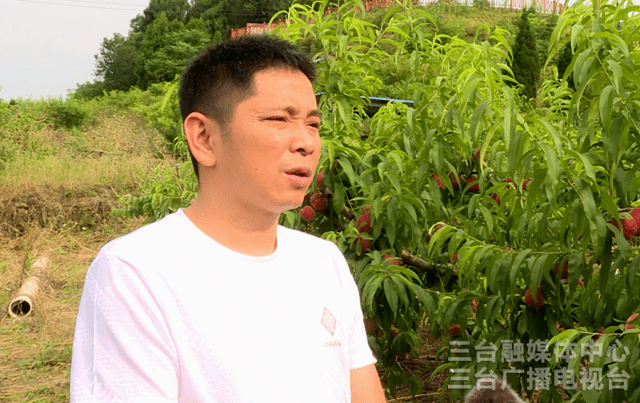 塔山镇:胭脂脆桃丰收了_白龙村_产业园区_王洪斌