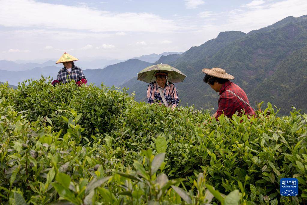 夏日茶乡制茶忙【图】_加工_景宁_茶叶