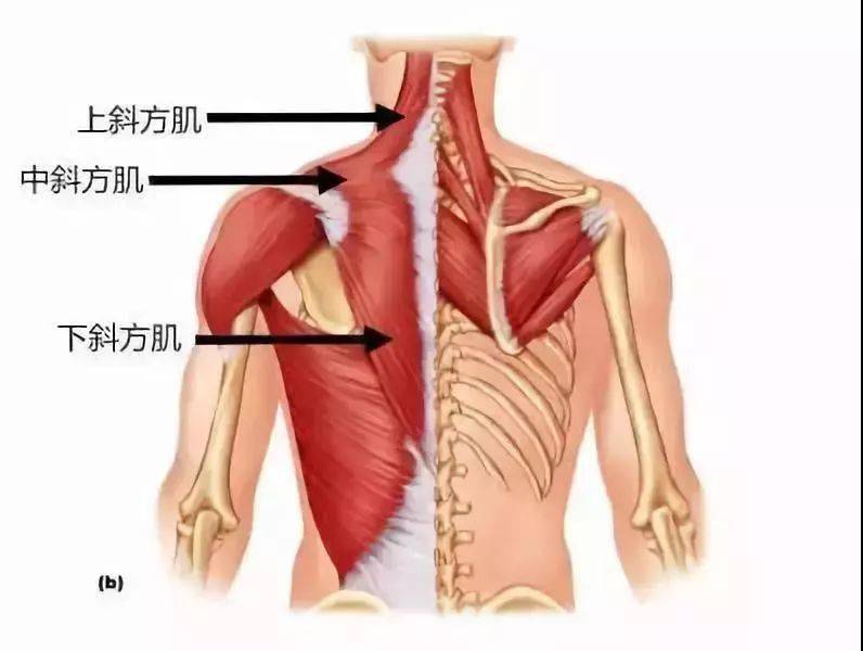 史上最全练背指南每一块背部肌肉都安排的明明白白