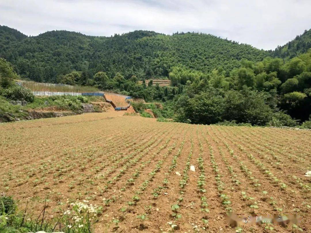 瑞昌市土地开发项目村集体经济合作社种植户新模式引领农民踏上致富路