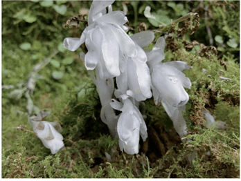 水晶兰,有幽灵草,梦兰花,冥界之花等别称,无毒,没有叶绿素.