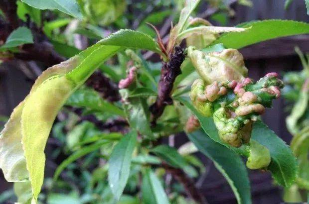 植保桃树细菌性穿孔病和缩叶病如何防治