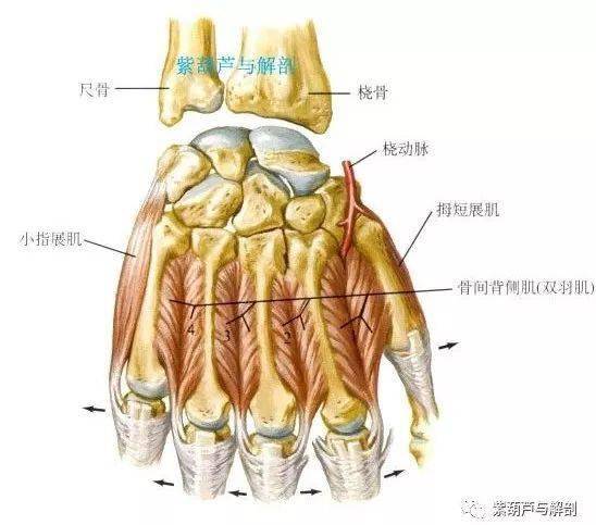 手,腕部基础解剖_拇指_运动_关节