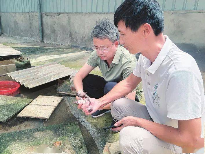 永安林下养"蛙"顶呱呱_养殖_林尾金_技术