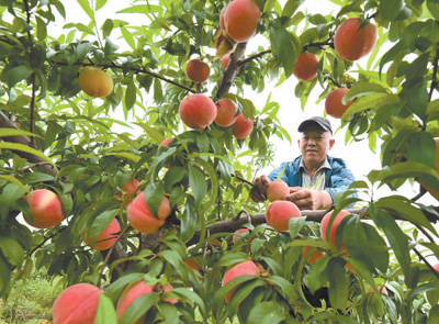 在甘肃省张掖市甘州区新墩镇城儿闸村万寿菊种植基地,农民趁晴好天气