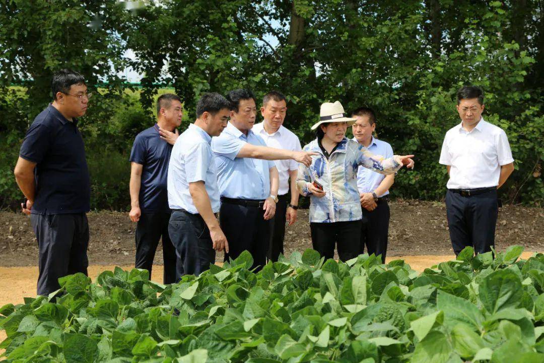 8月1日,市委书记邵国强一行深入宝清县,对农业农村,乡村振兴,基层党建