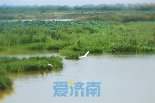 济南白云湖重现“江北明珠”风采