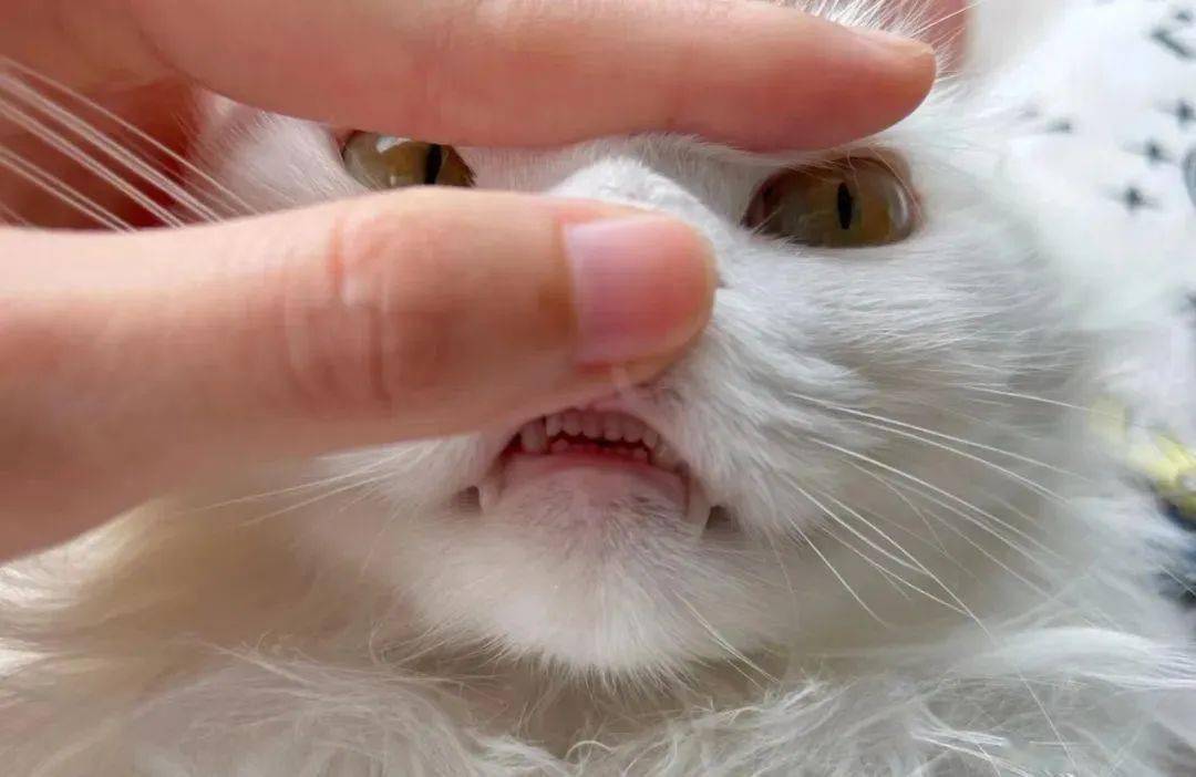 牙齿_猫咪_牙垢